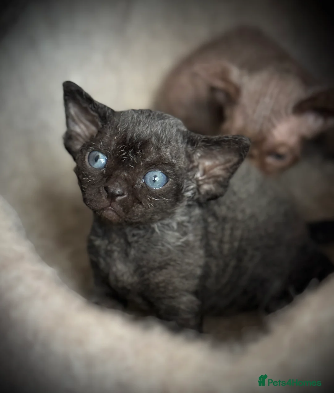 Devon Rex cats for sale: Devon Rex Kittens –GCCF Last kitten available BOY  - Advert 13