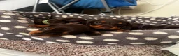 Miniature Dachshund dogs for sale: 6 chocolate and tan dachshunds  - Advert 3