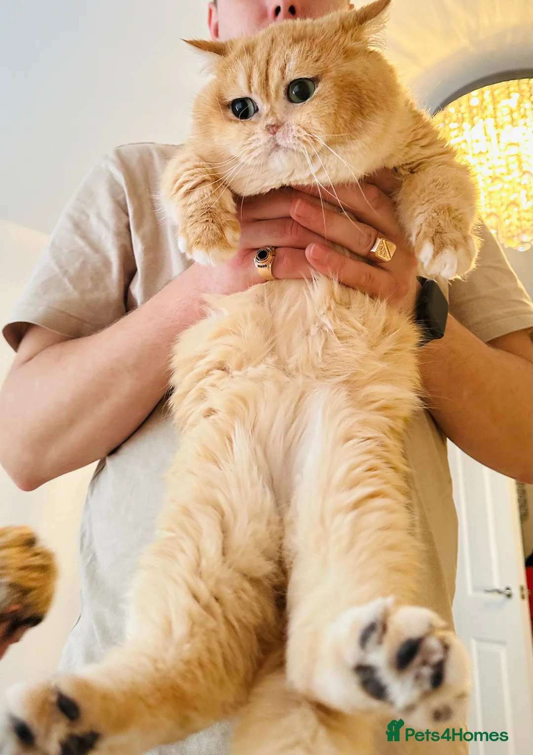 British Shorthair cats for stud: Gorgeous boy For Stud ny12, Longhair gens in Northampton - Advert 8
