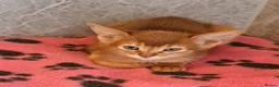 Abyssinian cats for sale: Pedigree tica reg Abyssinians - Advert 7