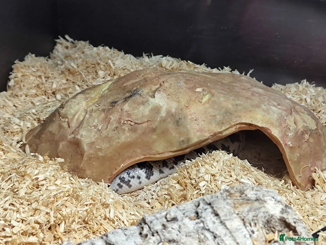 Snake reptiles for sale: Beautiful Male Rough-Scaled Sand Boa in Huntingdon - Advert 5