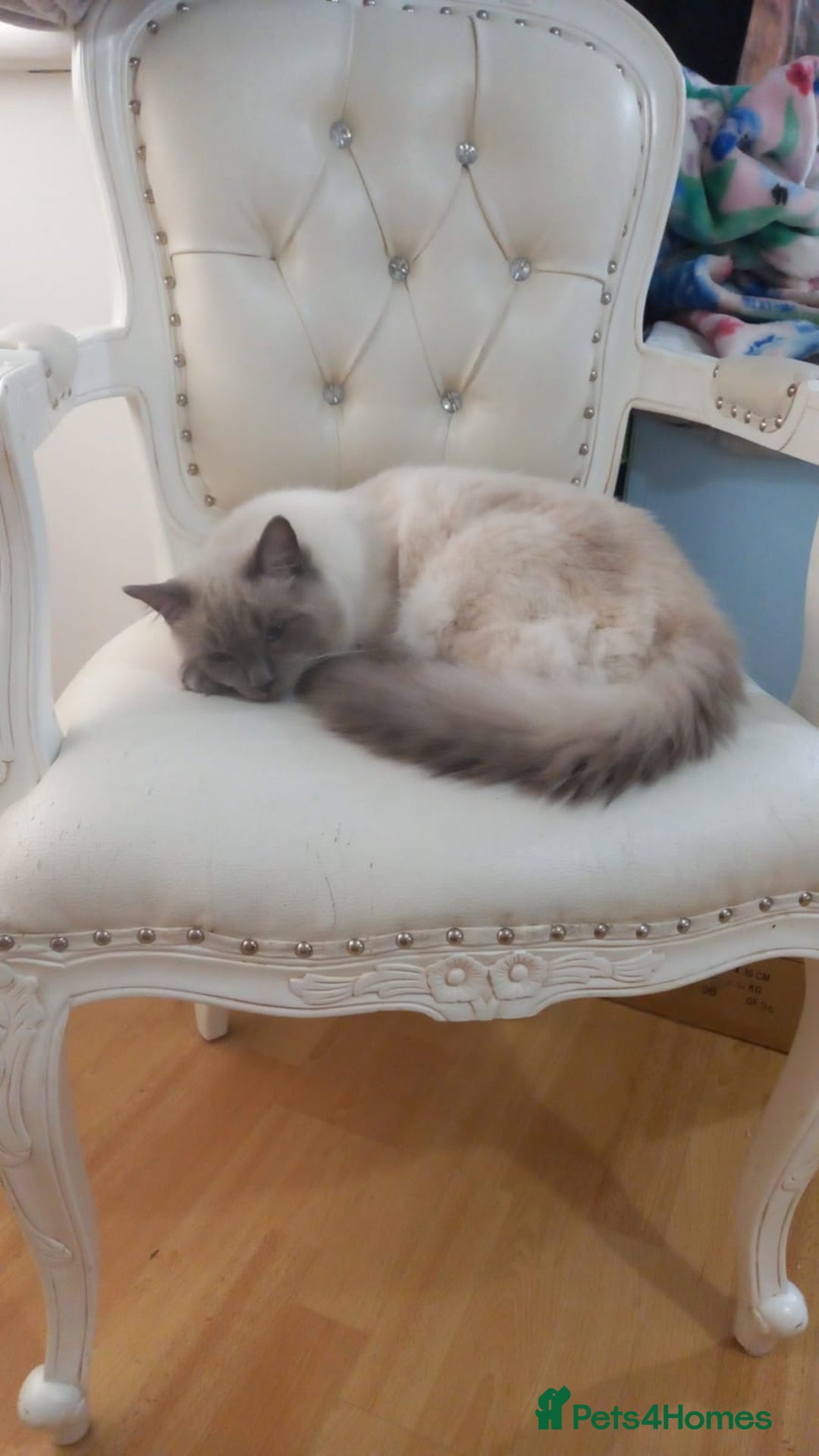 Ragdoll cats for sale: Ragdoll Kitten 5* Home Only! - Advert 1