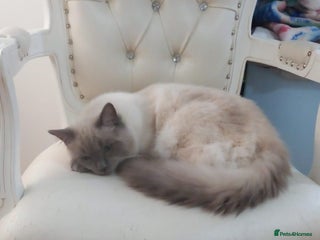 Ragdoll cats Ragdoll Kitten 5* Home Only! - Advert 1