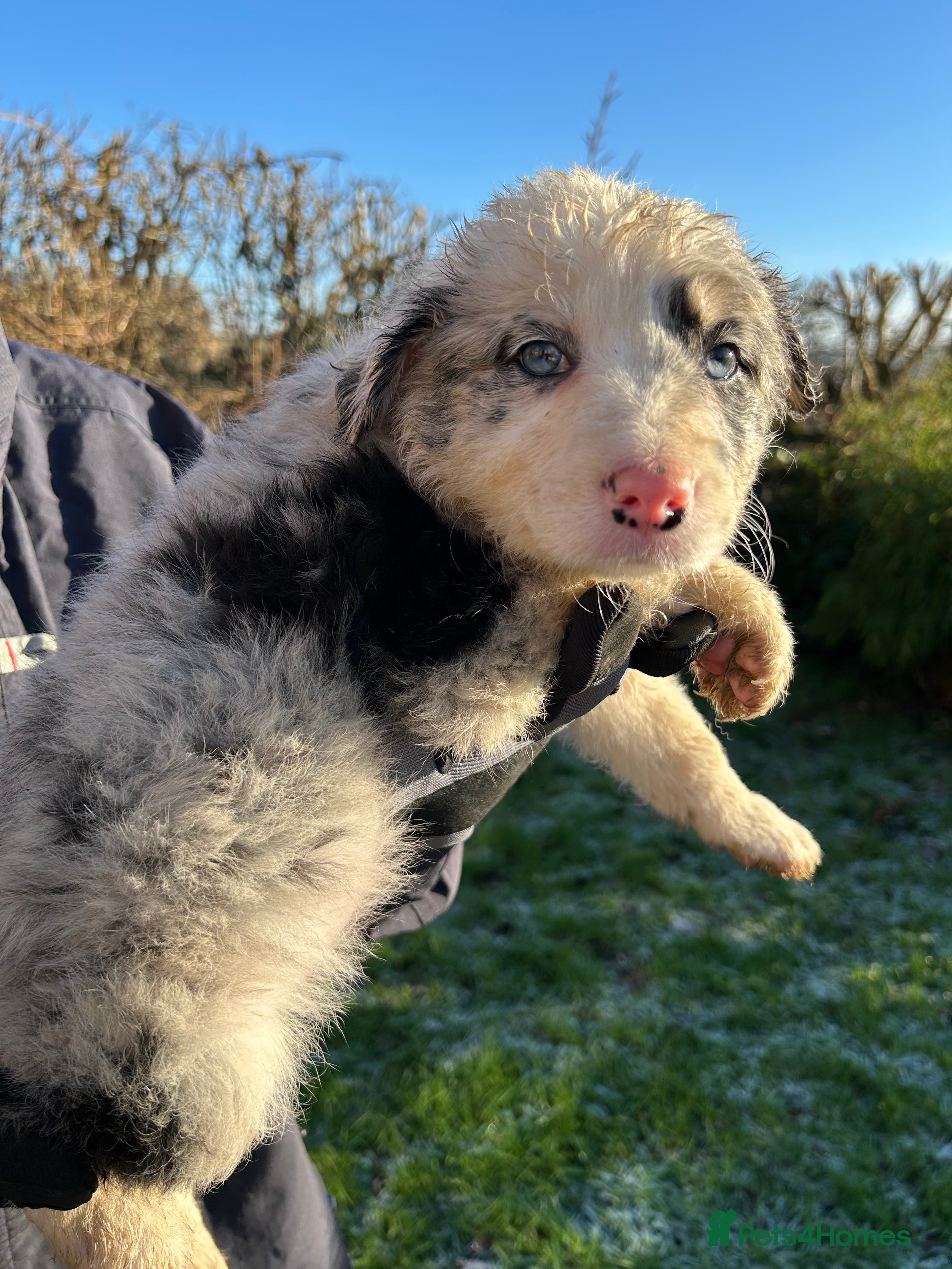 Border Collie dogs BEAUTIFUL BORDER COLLIE PUPS - Advert 2