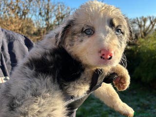 Border Collie dogs BEAUTIFUL BORDER COLLIE PUPS - Advert 16