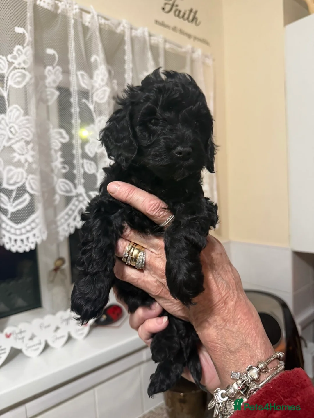 Cockapoo dogs for sale: Cockapoo Pups for Sale - Advert 2