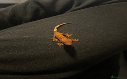Gecko reptiles for sale: Baby Crested Geckos  - Image 2