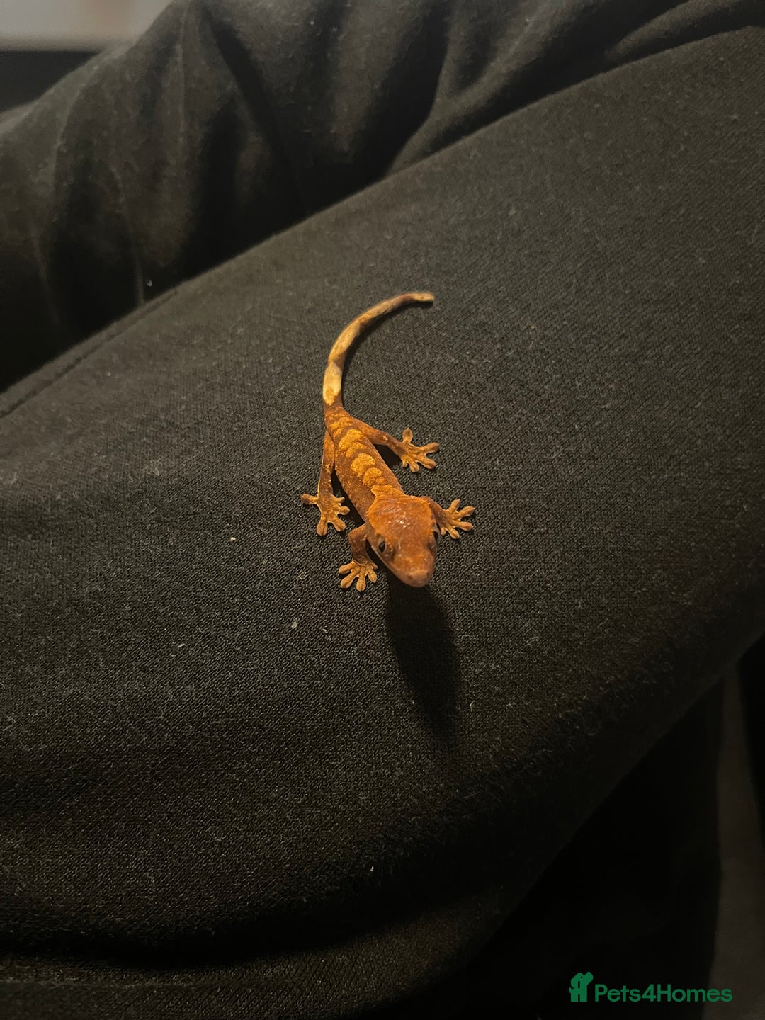 Gecko reptiles for sale: Baby Crested Geckos  - Image 2
