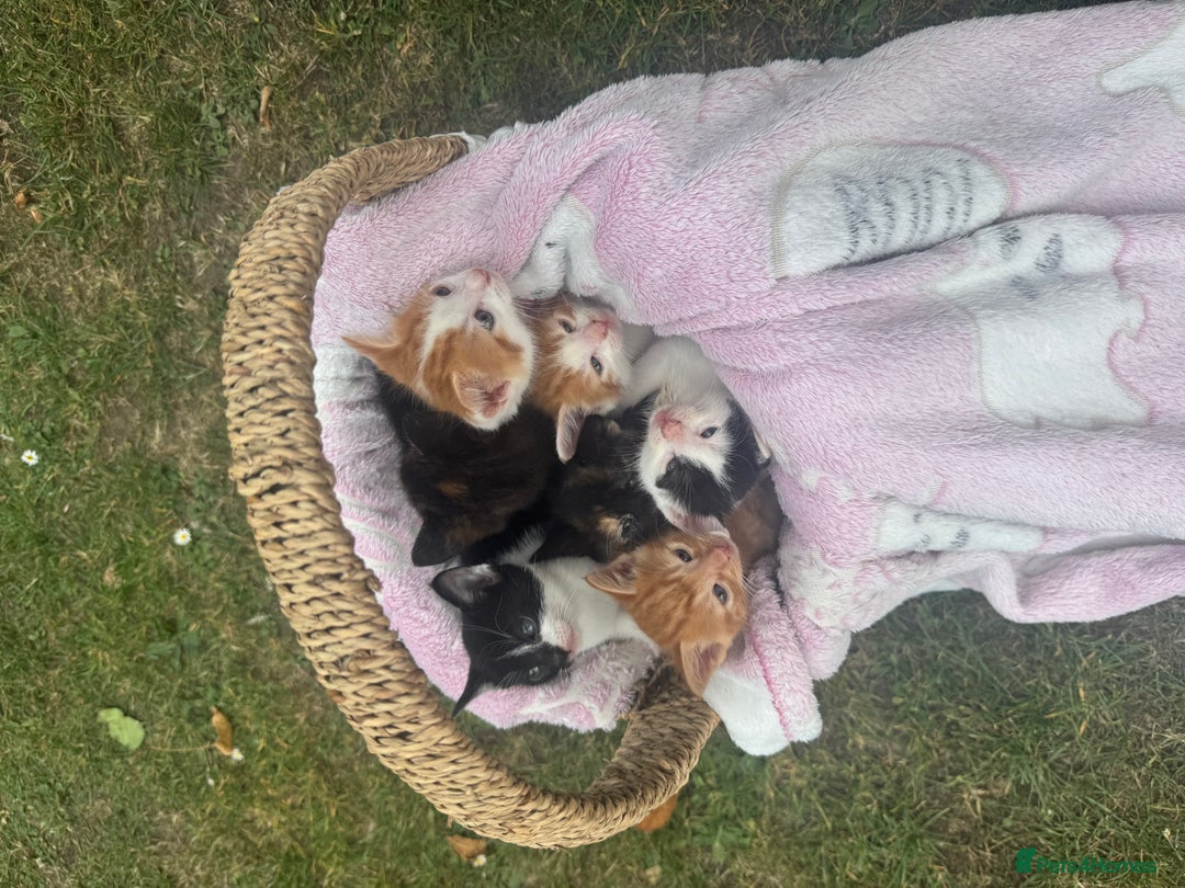 Mixed Breed cats for sale: Beautiful kittens  - Image 4