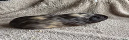 Guinea Pig rodents for sale: Neutered male bonded males  in Chesterfield - Advert 3