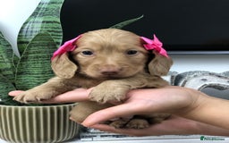 Miniature Dachshund dogs for sale: 𝕃𝕠𝕟𝕘 𝕙𝕒𝕚𝕣𝕖𝕕 𝕔𝕣𝕖𝕒𝕞 𝕡𝕦𝕡𝕡𝕚𝕖𝕤 🧸 - Image 10