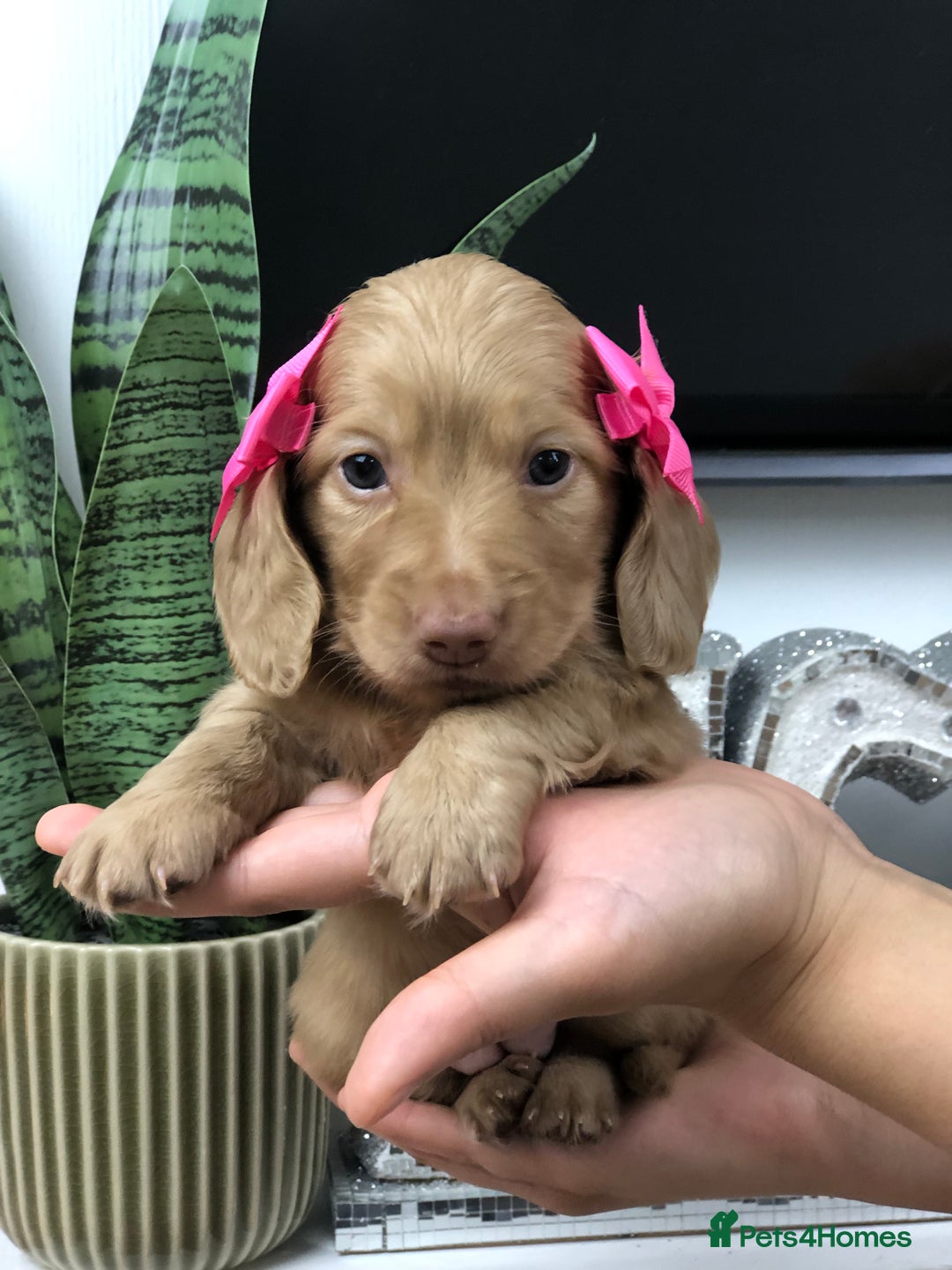 Miniature Dachshund dogs for sale: 𝕃𝕠𝕟𝕘 𝕙𝕒𝕚𝕣𝕖𝕕 𝕔𝕣𝕖𝕒𝕞 𝕡𝕦𝕡𝕡𝕚𝕖𝕤 🧸 - Image 10