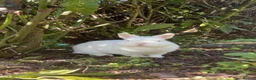 Netherland Dwarf rabbits for sale: Autumn and buttercup  - Advert 19