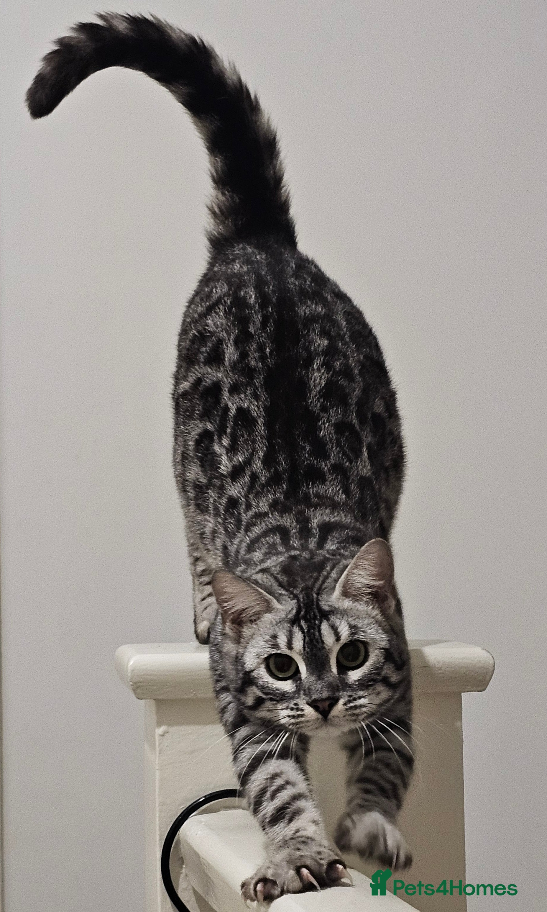 Bengal cats Bonded pair of females - Advert 1