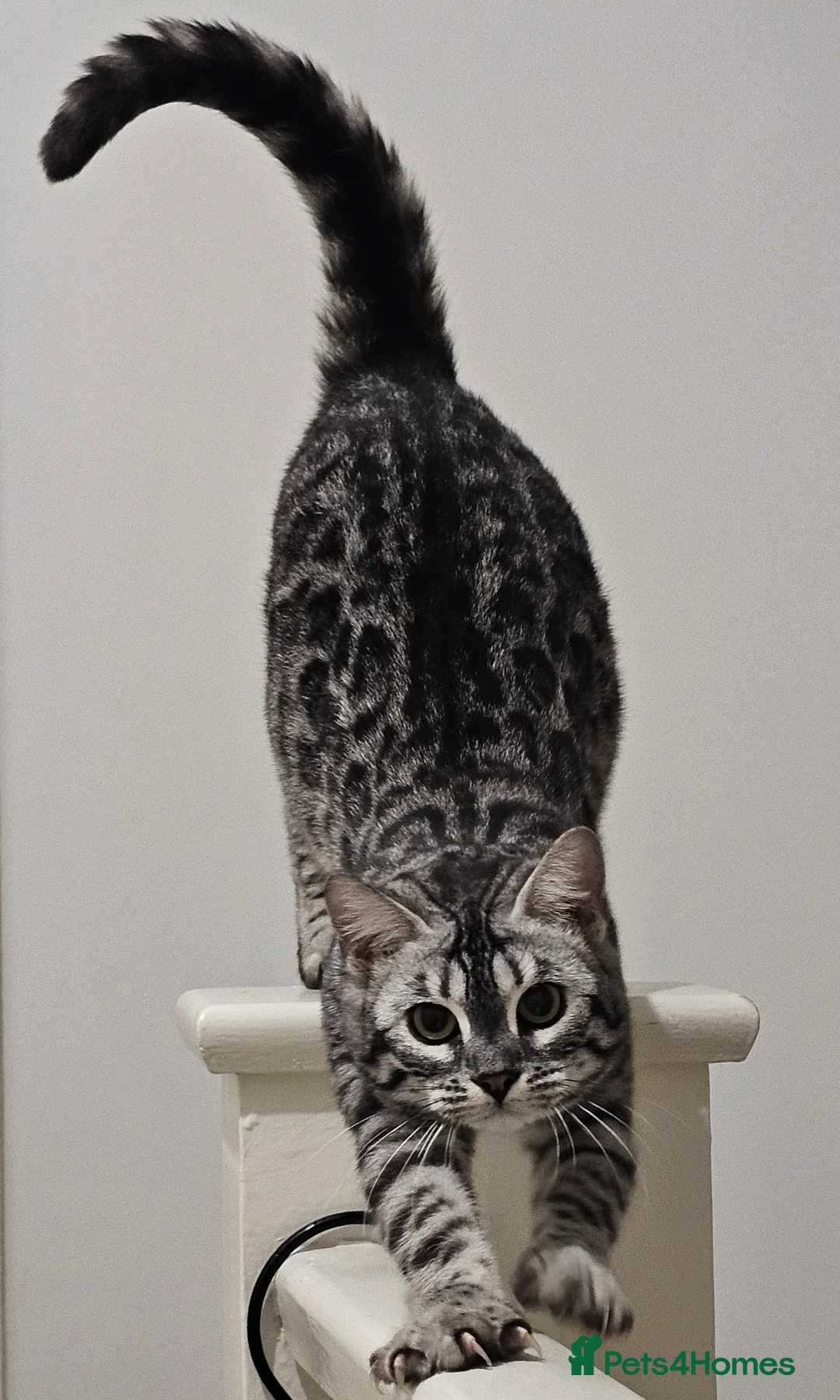 Bengal cats for sale: Bonded pair of females - Advert 1