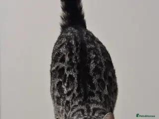 Bengal cats Bonded pair of females - Advert 1