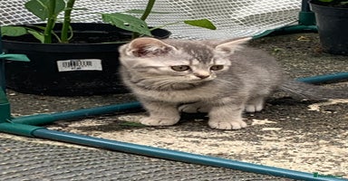 British Shorthair cats - Advert 2