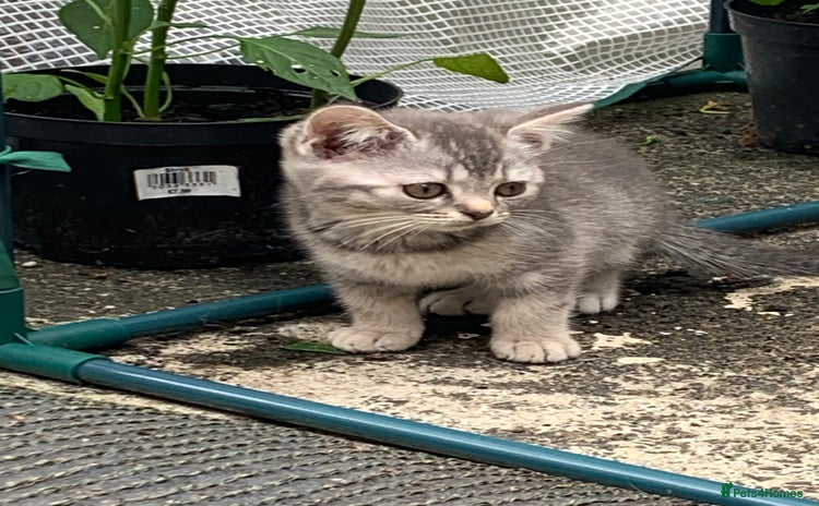 British Shorthair cats - Advert 14