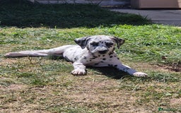 Dalmatian dogs for sale: Female dalmatian puppy - Image 3