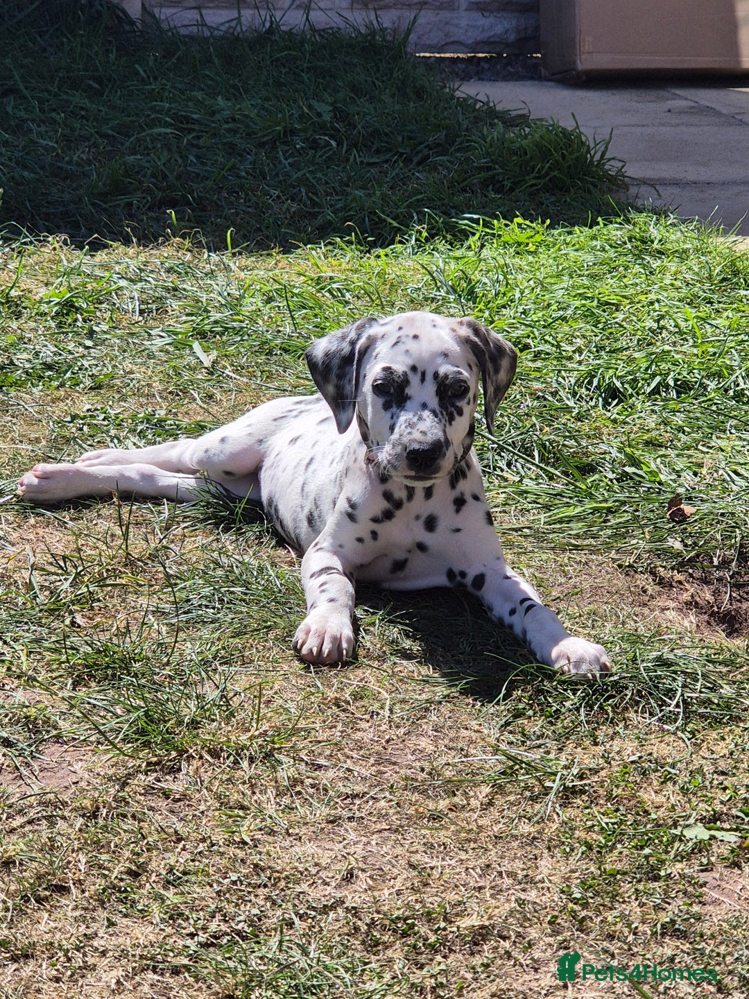 Dalmatian dogs for sale: Female dalmatian puppy - Image 3