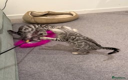 Bengal cats for sale: ❄️🐾Champion bloodline Snow Bengals 🐾❄️ - Image 6