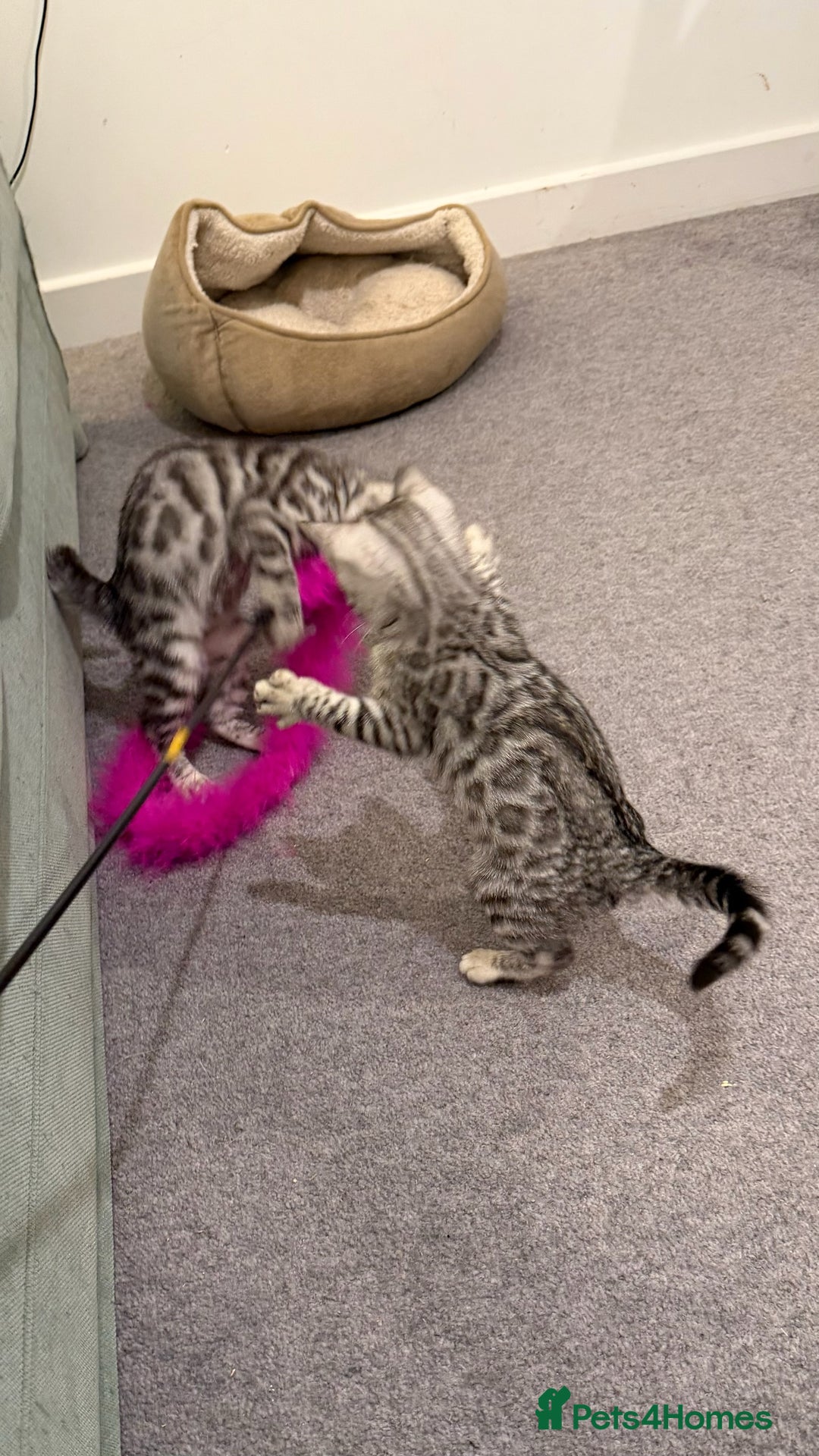 Bengal cats for sale: ❄️🐾Champion bloodline Snow Bengals 🐾❄️ - Image 6