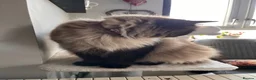 Ragdoll cats for sale: 2 beautiful ragdolls ready for their forever home - Advert 15