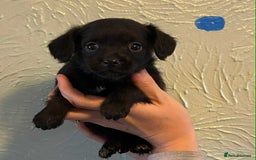 Chipoo dogs for sale: Chihuahua cross poodle puppies  - Image 4