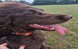 Sprocker dogs for sale: Sprocker for sale - Image 3