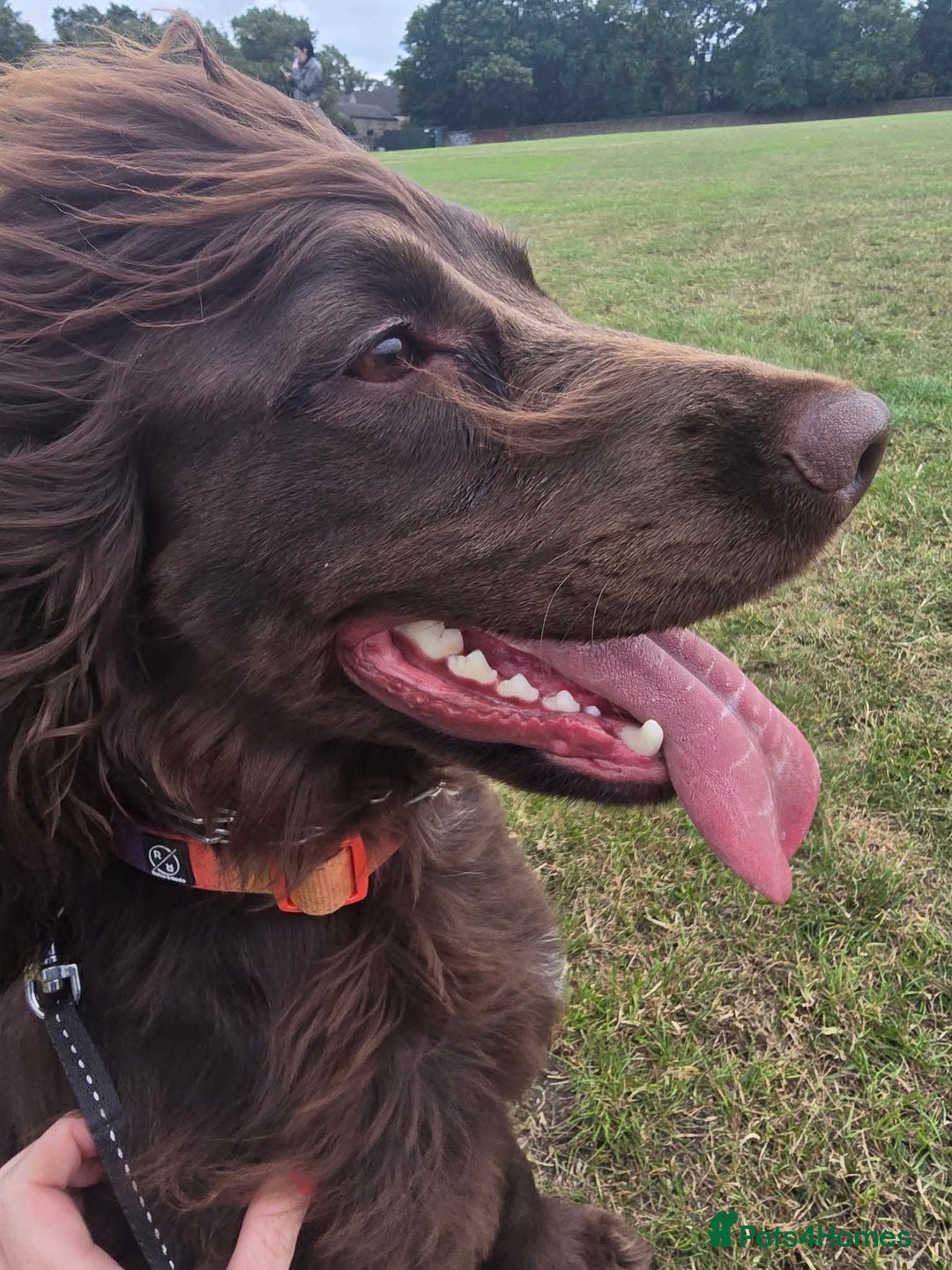 Sprocker dogs for sale: Sprocker for sale - Image 3