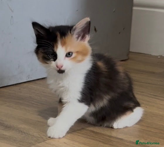Tri coloured little girl 