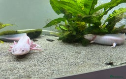 Other/Mixed Breed fish for sale: Leucistic Axolotls for Sale – Peaceful Pair  - Image 4