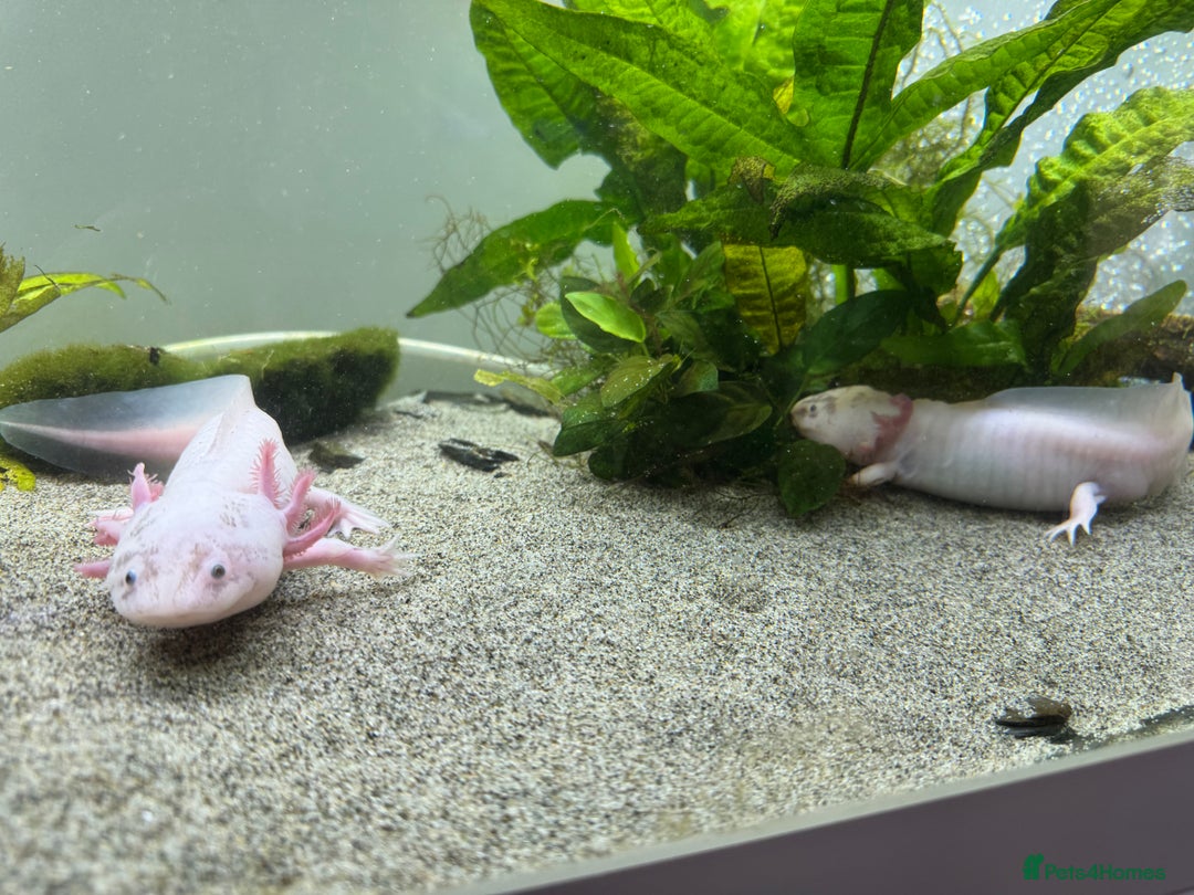 Other/Mixed Breed fish for sale: Leucistic Axolotls for Sale – Peaceful Pair  - Image 4