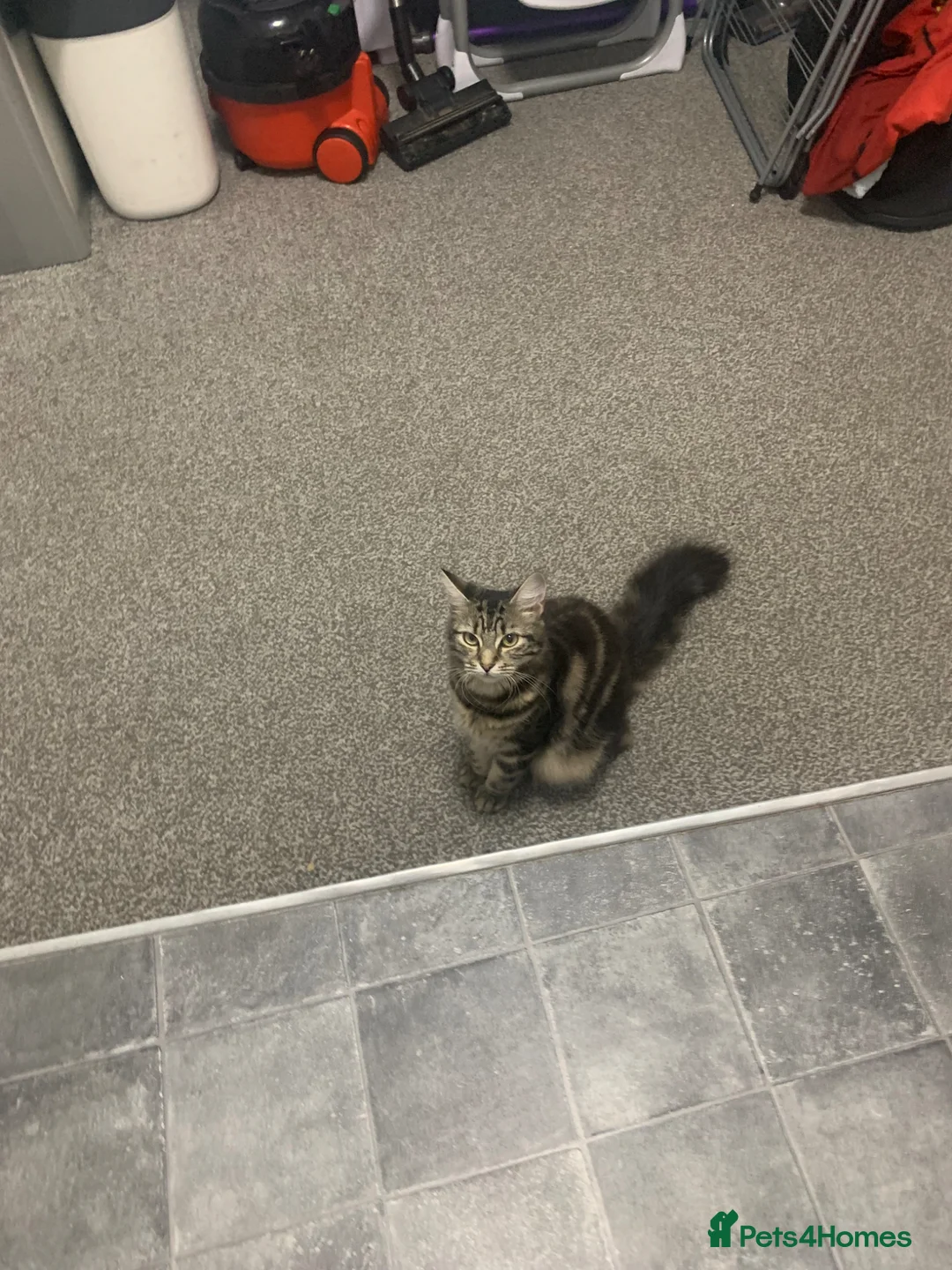 Domestic Shorthair cats for sale: URGENT REHOMING fluffy cat  - Advert 1