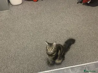 Domestic Shorthair cats URGENT REHOMING fluffy cat - Advert 1