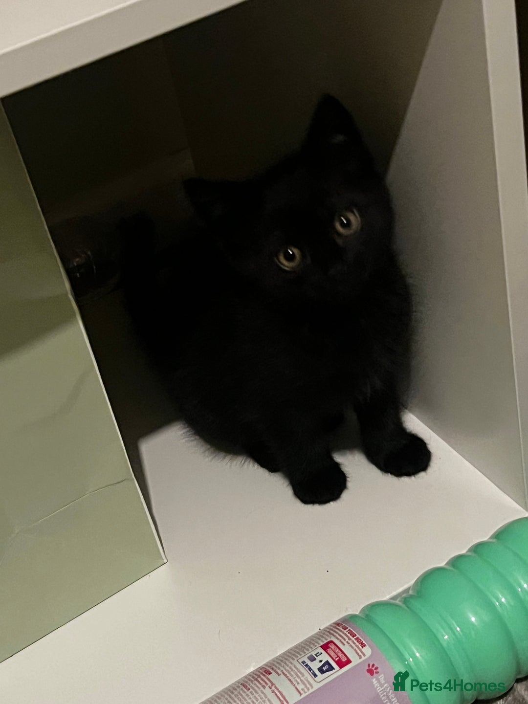 Mixed Breed cats for sale: Five kittens are ready to go now. - Advert 6