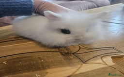 Mini Lion Lop rabbits for sale: Lion lops  - Image 9