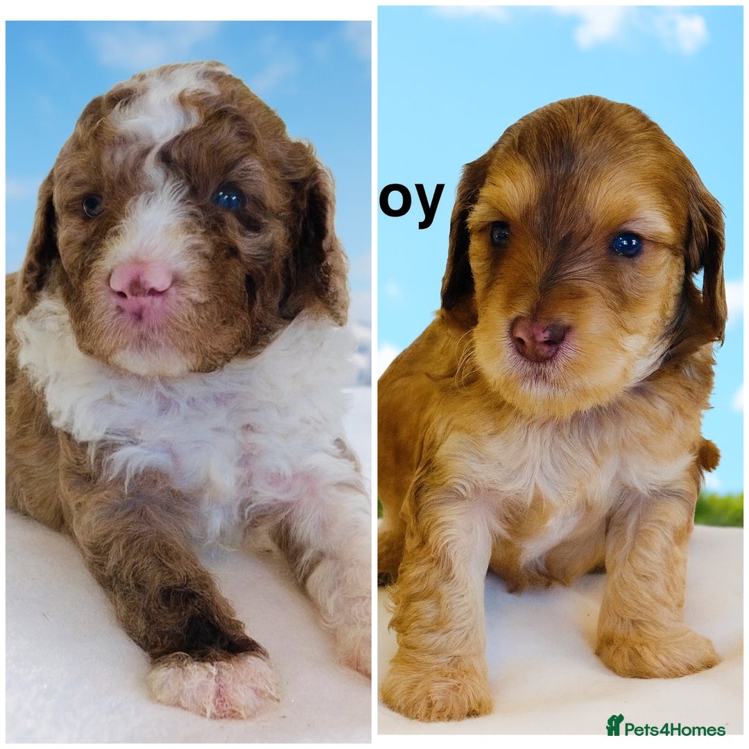 Cockapoo dogs for sale: REDUCED, DNA TESTED Last 2 boys, Ready 25th Nov - Advert 1