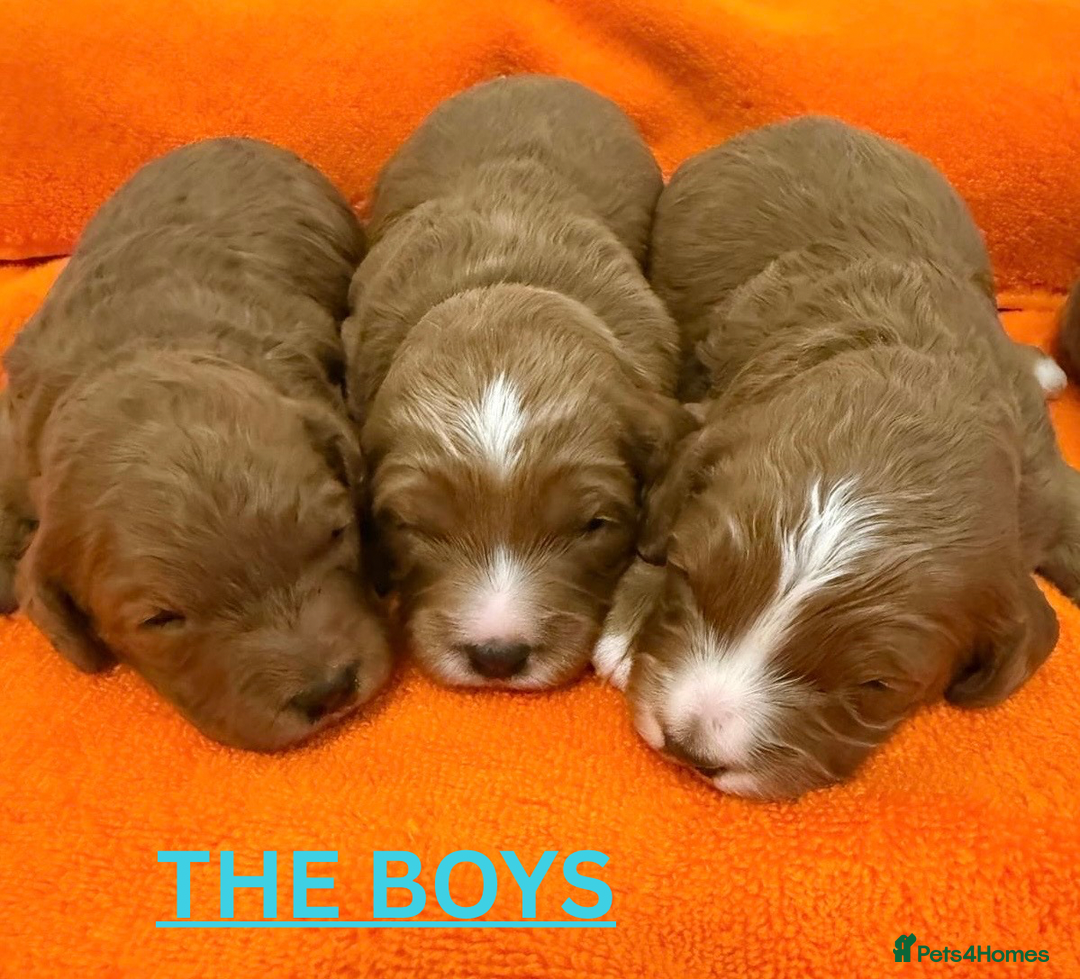 Cavapoo dogs for sale: Beautiful F1b Cavapoo's Health Tested Parents - Advert 1