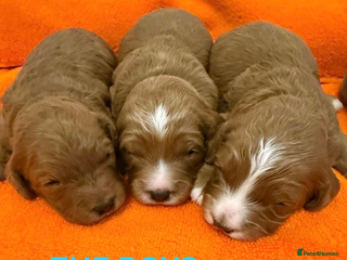 Cavapoo dogs Beautiful F1b Cavapoo's Health Tested Parents - Advert 1