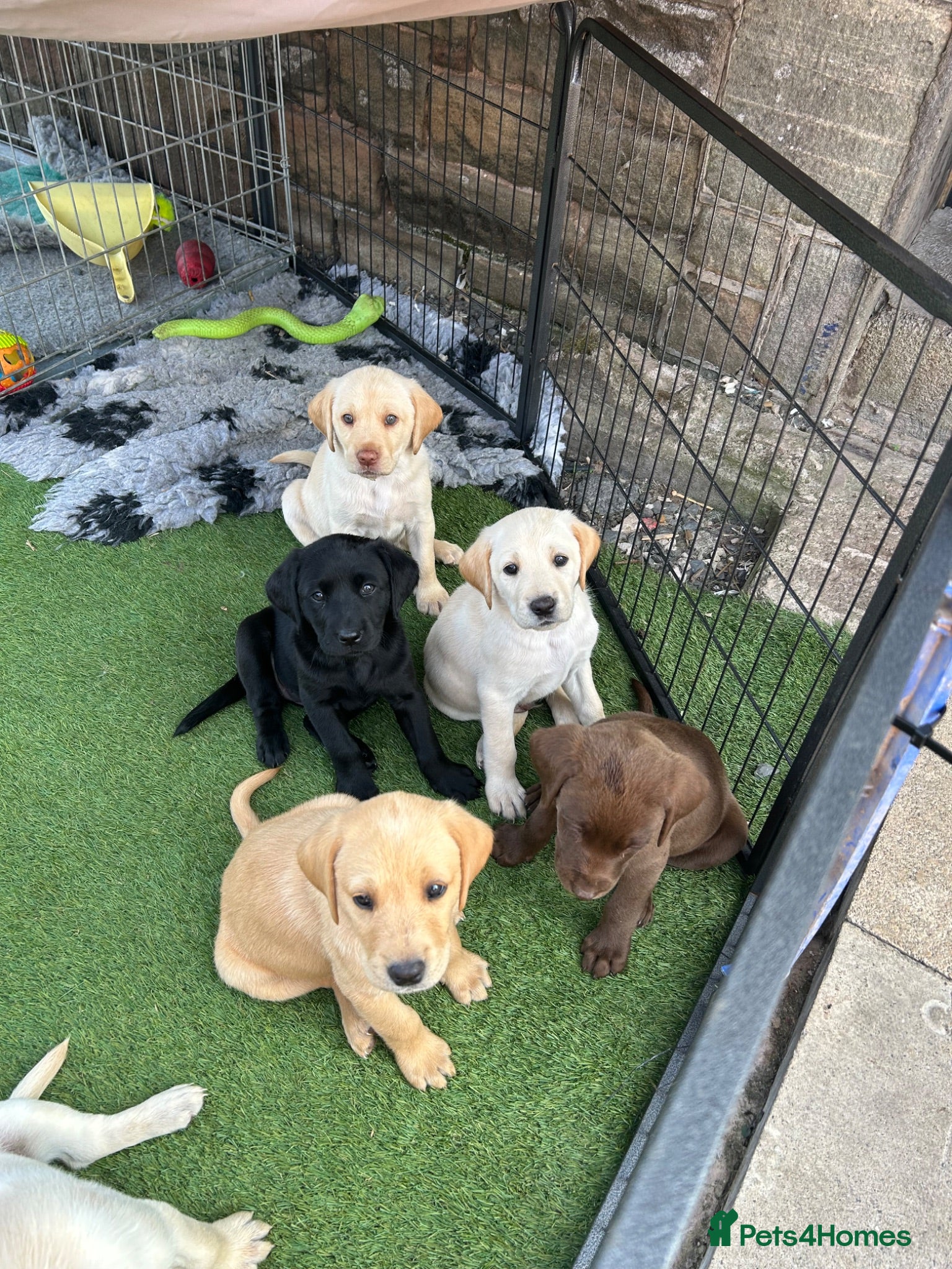 Labrador Retriever dogs Two boys & one girl, ready 1st August.  - Advert 1