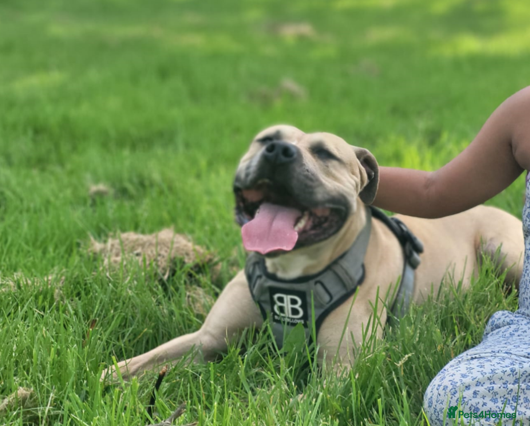 Mixed Breed dogs for sale: Knoxy needs a new home  - Advert 1