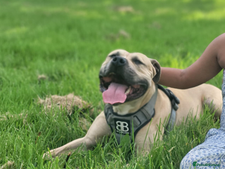 Mixed Breed dogs Knoxy needs a new home - Advert 6