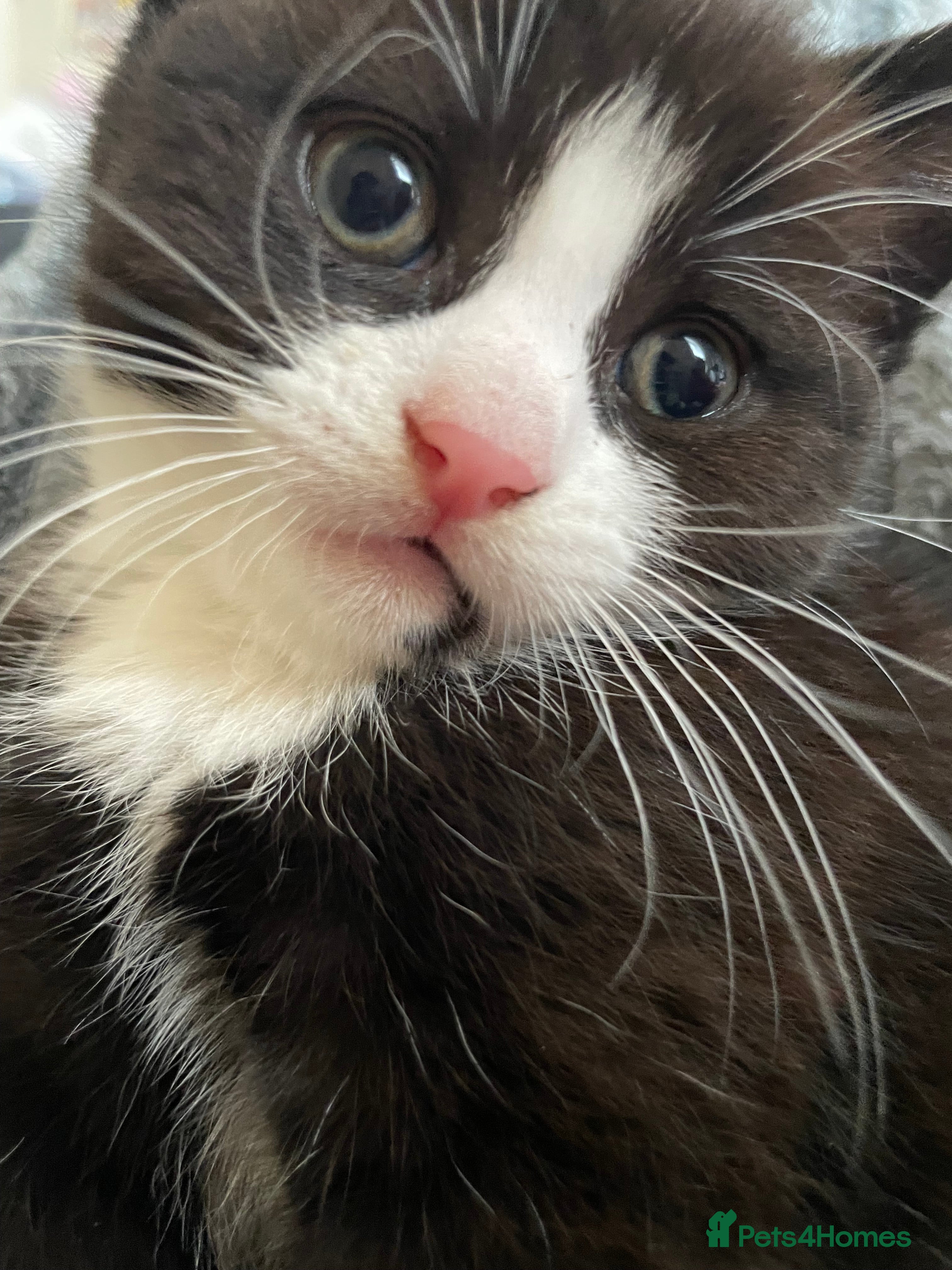 Mixed Breed cats for sale: 2 Cute Kittens  - Advert 5