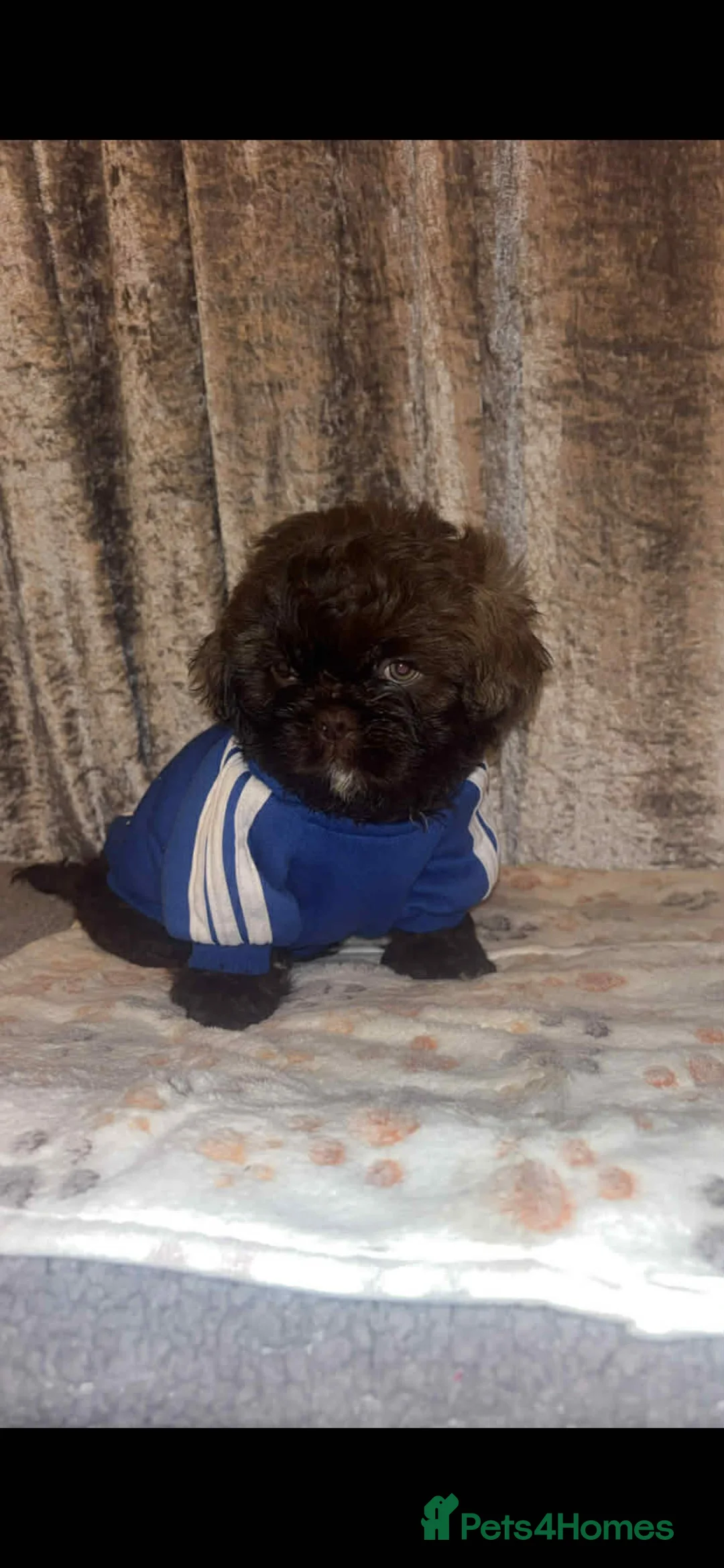 Shih Tzu dogs for sale: Shih Tzu Puppies For Sale - - Advert 4