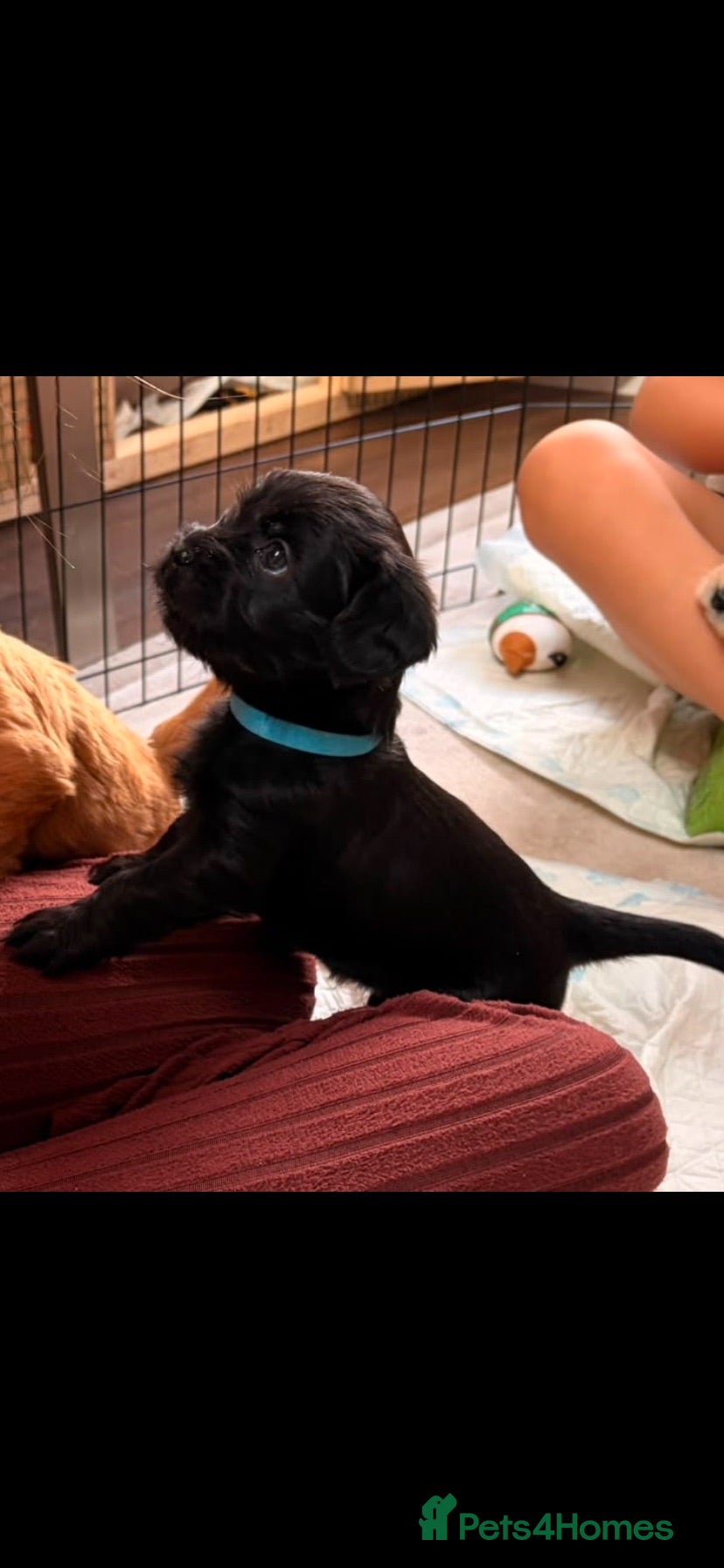 Mixed Breed dogs The Cutest Shih Poo-Doodles - Advert 15