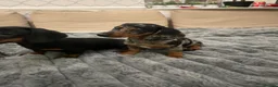 Miniature Dachshund dogs for sale: ABSOLUTELY beautiful little puppies in Burton-on-Trent - Advert 2