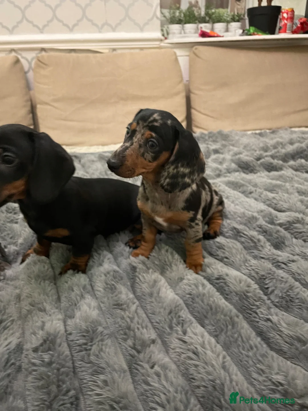 Miniature Dachshund dogs for sale: ABSOLUTELY beautiful little puppies in Burton-on-Trent - Advert 2
