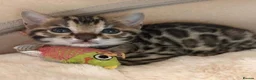 Bengal cats for sale: Clean, Healthy-Looking, and Charming Bengal Kitten in Birmingham - Advert 4