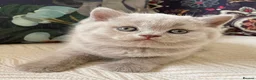 British Shorthair cats for sale: Lovely lilac British shorthair kittens. - Advert 10